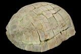 Fossil Tortoise (Testudo) - South Dakota #129248-3